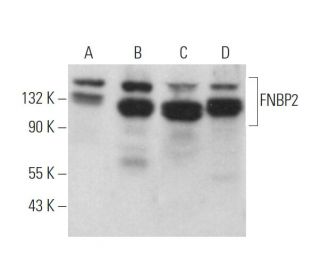 FNBP2 Antibody (G-10) - Western Blotting - Image 371938 