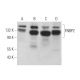 FNBP2 Antibody (G-10) - Western Blotting - Image 371938 