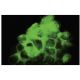 FNDC3A Antibody (J-7) - Immunofluorescence - Image 35669 