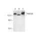 FNDC3B Antibody (B-6) - Western Blotting - Image 299049