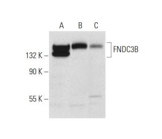 FNDC3B Antibody (B-6) - Western Blotting - Image 300157 
