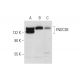 FNDC3B Antibody (B-6) - Western Blotting - Image 300157 
