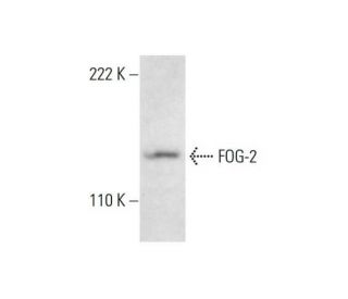 FOG-2 Antibody (H-5) - Western Blotting - Image 300442 