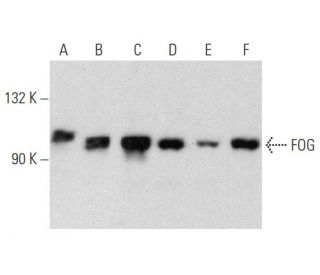 FOG Antibody (A-6) - Western Blotting - Image 358384 