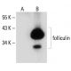 folliculin Antibody (D-4) - Western Blotting - Image 133866 