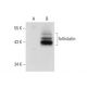 follistatin Antibody (C-8) - Western Blotting - Image 137935