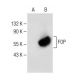 FOP Antibody (B-1) - Western Blotting - Image 150029