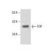 FOP Antibody (B-1) - Western Blotting - Image 286128 