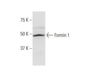 Formin 1 Antibody (4F4) - Western Blotting - Image 352239 
