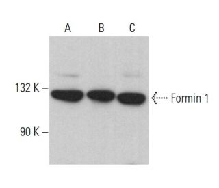 Formin 1 Antibody (H-5) - Western Blotting - Image 379054 