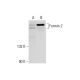 Formin 2 Antibody (C-3) - Western Blotting - Image 303599