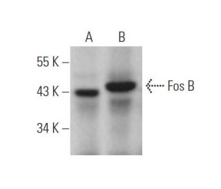 Fos B Antibody (C-6) - Western Blotting - Image 374164