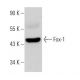 Fox-1 Antibody (A-12) - Western Blotting - Image 373148