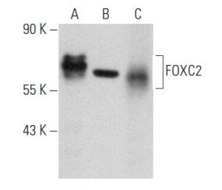 FOXC2 Antibody (G-7) - Western Blotting - Image 358401 