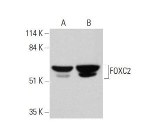 FOXC2 Antibody (D-8) - Western Blotting - Image 348621Each CRISPR/Cas9 Knockout (KO) Plasmid product consists of a pool of 3 plasmids designed to ensure identification and cleavage of a specific gene for maximum knockout efficiency. Each plasmid encodes a unique 20 nt sequence derived from the GeCKO (v2) library.