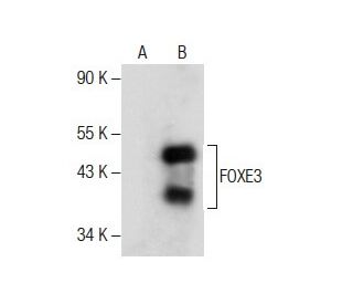 FOXE3 Antibody (D-6) - Western Blotting - Image 286021