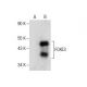 FOXE3 Antibody (D-6) - Western Blotting - Image 286021