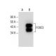 FOXE3 Antibody (G-4) - Western Blotting - Image 286019 