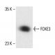 FOXE3 Antibody (G-4) - Western Blotting - Image 411759