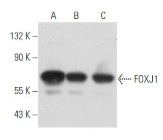 FOXJ1 Antibody (3-19) - Western Blotting - Image 356805 