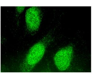 FOXJ1 Antibody (B-8) - Immunofluorescence - Image 293768 