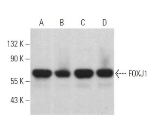 FOXJ1 Antibody (3-19) - Western Blotting - Image 369318