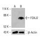 FOXJ2 Antibody (G-9) - Western Blotting - Image 415631