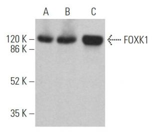 FOXK1 Antibody (G-4) - Western Blotting - Image 362991 