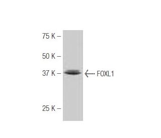 FOXL1 Antibody (40-M) - Western Blotting - Image 53862