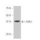 FOXL1 Antibody (40-M) - Western Blotting - Image 53862