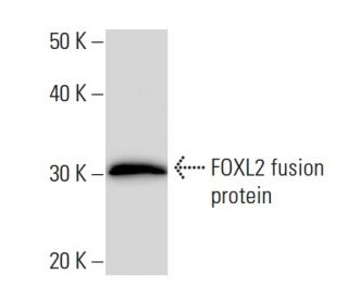 FOXL2 Antibody (262C1a) - Western Blotting - Image 16659