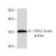 FOXL2 Antibody (262C1a) - Western Blotting - Image 16659