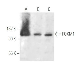 FOXM1 Antibody (E-8) - Western Blotting - Image 376740 