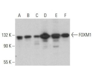 FOXM1 Antibody (G-5) - Western Blotting - Image 353178 