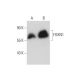 FOXN1 Antibody (E-3) - Western Blotting - Image 131192 