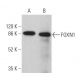 FOXN1 Antibody (E-3) - Western Blotting - Image 359722 