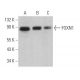 FOXN1 Antibody (E-3) - Western Blotting - Image 363456