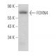 FOXN4 Antibody (G-1) - Western Blotting - Image 372544 