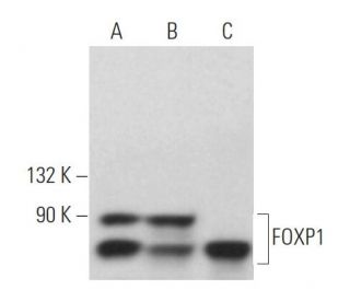 FOXP1 Antibody (A-2) - Western Blotting - Image 366754 