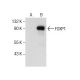 FOXP1 Antibody (G-9) - Western Blotting - Image 157672