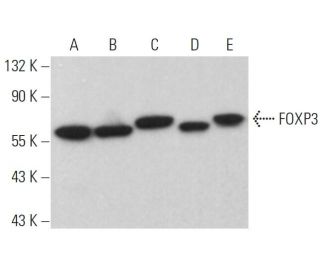 FOXP3 Antibody (F-9) - Western Blotting - Image 379277