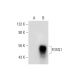 FOXQ1 Antibody (B-4) - Western Blotting - Image 70488 