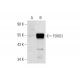 FOXQ1 Antibody (B-4) - Western Blotting - Image 129715