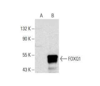 FOXQ1 Antibody (C-9) - Western Blotting - Image 129713 