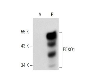 FOXQ1 Antibody (F-4) - Western Blotting - Image 70482 