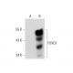 FOXQ1 Antibody (F-4) - Western Blotting - Image 70482 