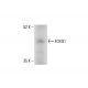 FOXQ1 Antibody (F-4) - Western Blotting - Image 412175