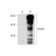 FOXQ1 Antibody (H-11) - Western Blotting - Image 70484