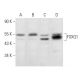 FOXQ1 Antibody (H-11) - Western Blotting - Image 358050 
