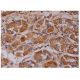 FOXRED1 Antibody (D-4) - Immunohistochemistry - Image 287094 